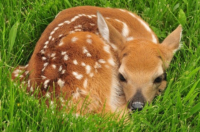 fawn deer in grass